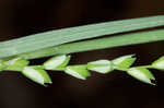 Purple sedge